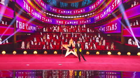 Canine Stars Bring Their Best Dog Performance to AGT! - America's Got Talent 2021