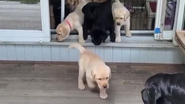 Labrador retriever puppies home 🏠