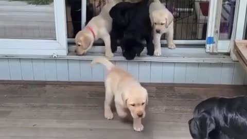 Labrador retriever puppies home 🏠