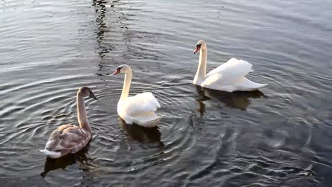 Swimming Swans