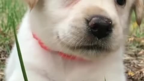 Cute dog