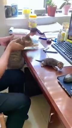 Mom Always Loves Taking Care of Her Kitten😍😍😍