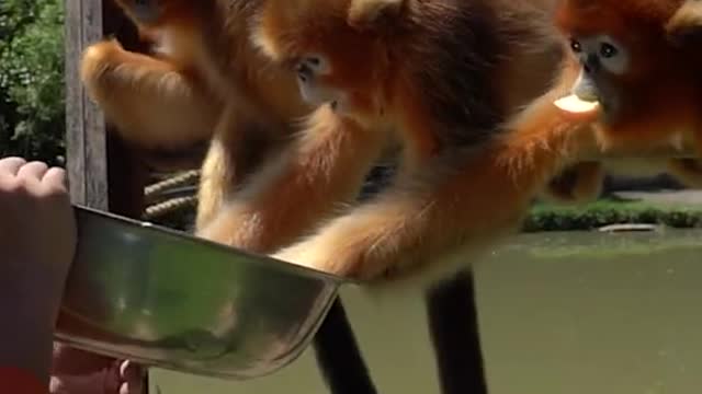 Golden monkeys
