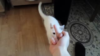 FUNNY FIGHTING CAT