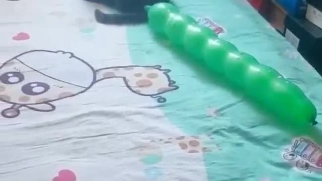 Cat funny