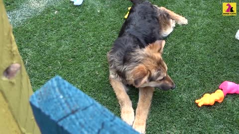 Puppy loves playing with balls