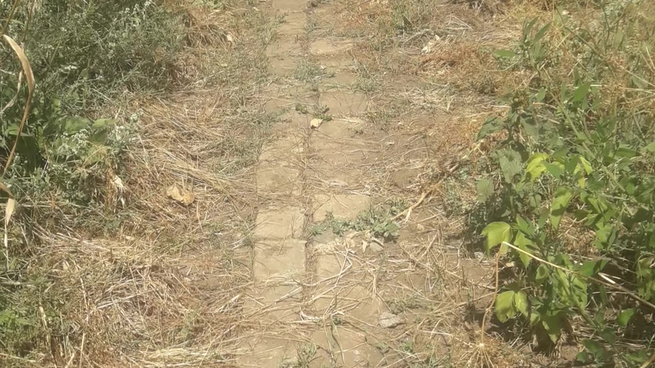 Homemade garden path