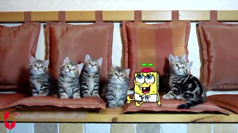 Best Funny Dogs And Cats Videos 😅 - Funniest Animals Videos 2023😇- Spongebob funny.mp4