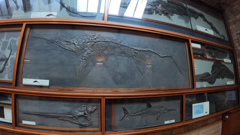 Fossils on the walls of the Natural history museum. London. Oct 2022