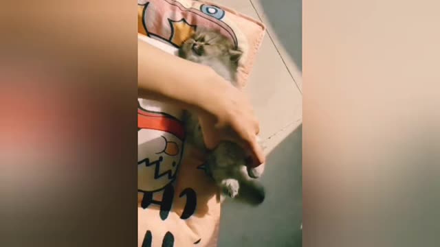 Cute Cat kittens videos