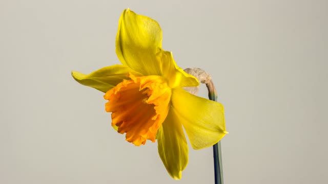 Spring Easter Daffodil Narcissus