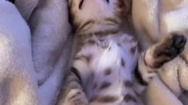 Is it just my cats that sleep like they are dead?