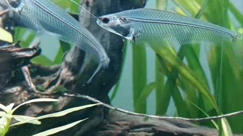 Transparent fish