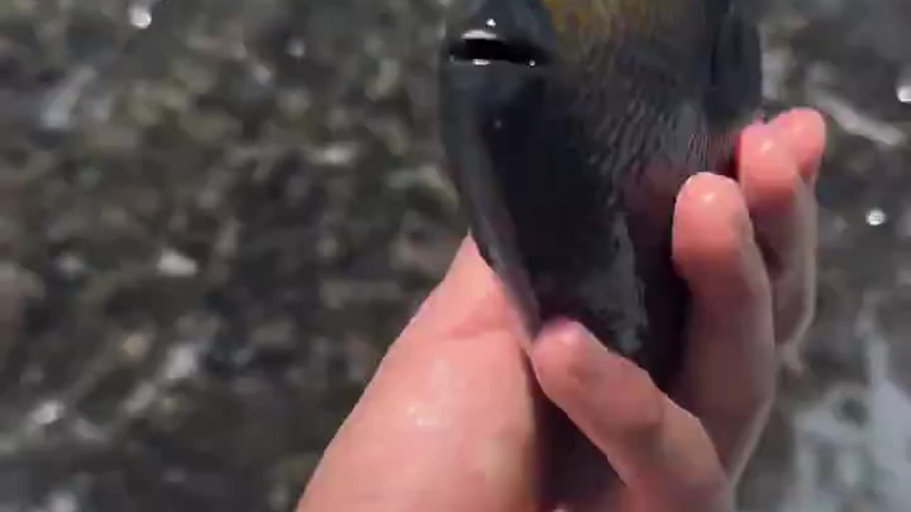 Beautiful fish