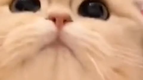 cute kitten sound