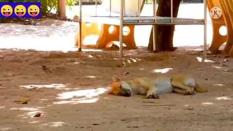 Dog funny videos