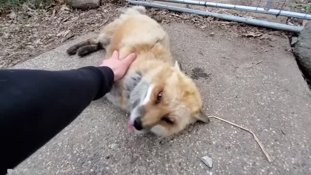 Even after years pass, these animals remember their owners.