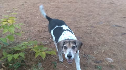 Bandit