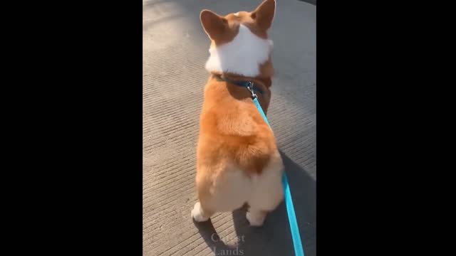 Cute Doggo shaking his bum