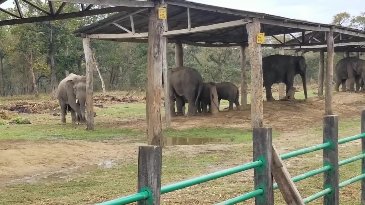 wild elephant mating domestic elephant.