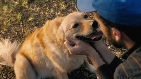 Dog being petted