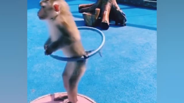 Monkey dance video. || New pets cats and monkey video || Animals new tiktok video.