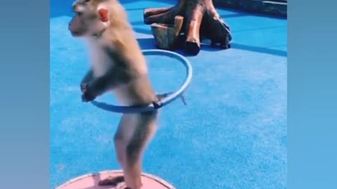 Monkey dance video. || New pets cats and monkey video || Animals new tiktok video.