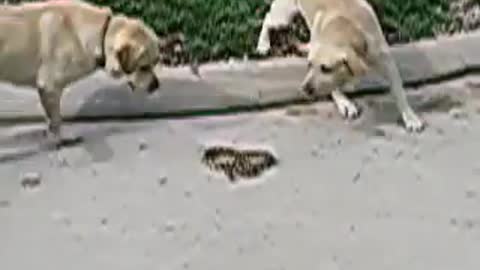 Dogs vs. Snake