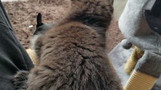 Coco&Luna "Round 2 Fight!!"