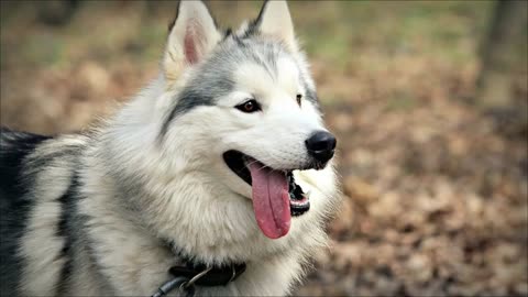 Siberian Husky Vs German Shepherd in Hindi _ Dog VS Dog _ PET INFO _ Which Best For You as Pet