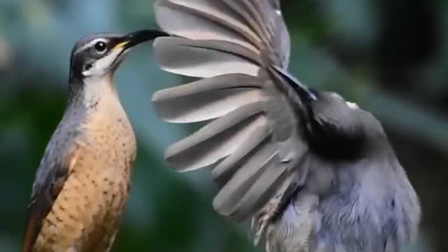 Nature teach us everything