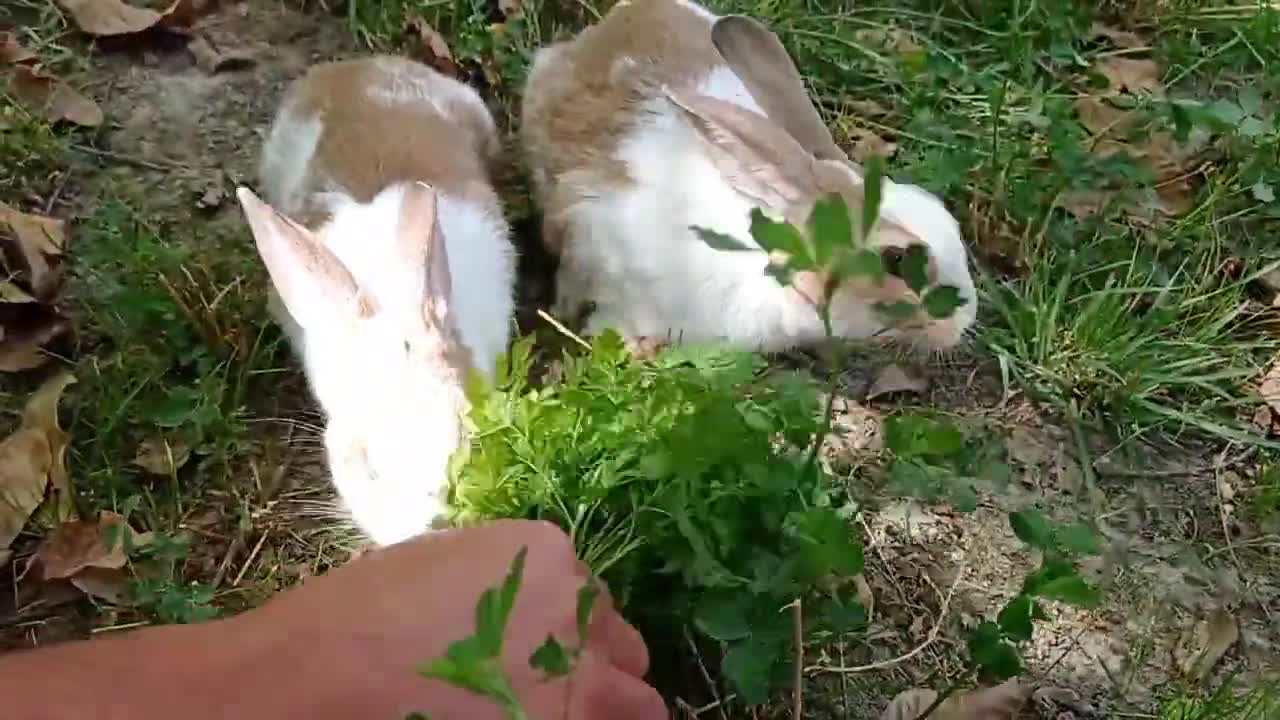 cute rabbit | cute animals video compilation | baby bunny-16