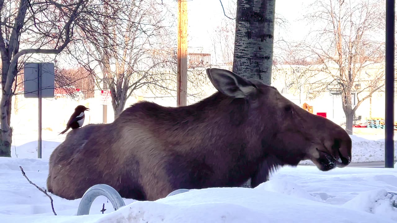 Magpie Harvests Hair From Moose's Rear