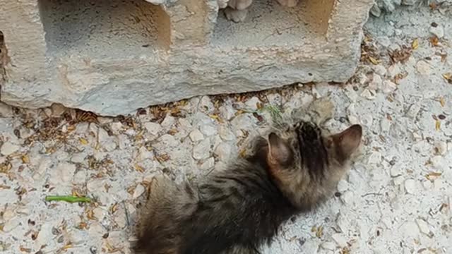 Two Kittens Plays Near A Hollow Block