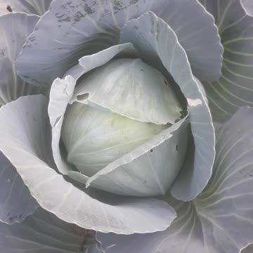 Cabbage ripened in October