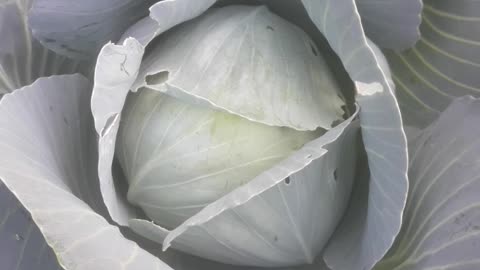 Cabbage ripened in October