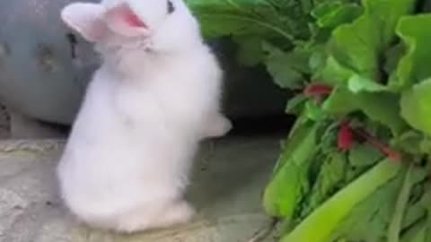 Cute rabbit . A beautiful moment