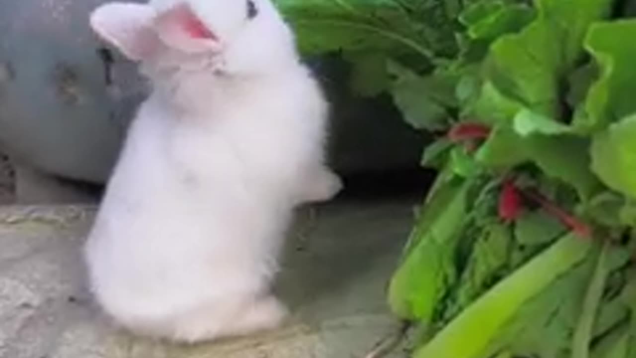 Cute rabbit . A beautiful moment