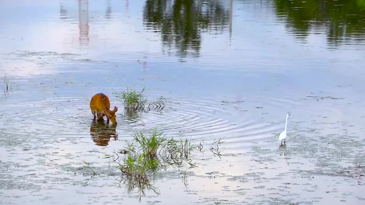 Deer Roe Nature Animal Wild Grassland River