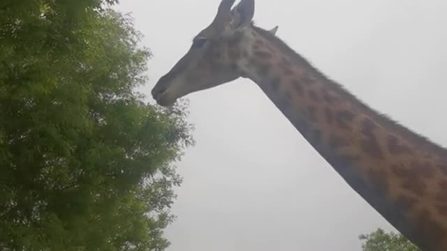 giraffes
