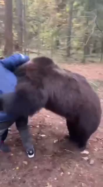 bear fighting in russia
