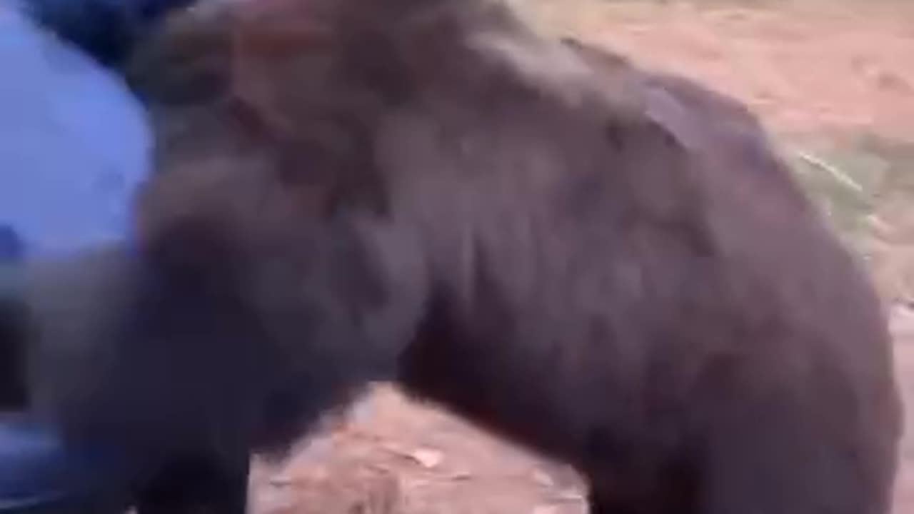 bear fighting in russia
