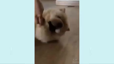 Funny Dog Videos/LAUGH with Dog's life