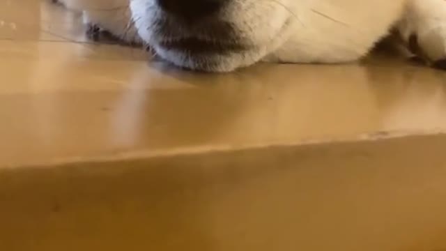 I used to feel lonely when I was alone, but now I am happier with a dog.
