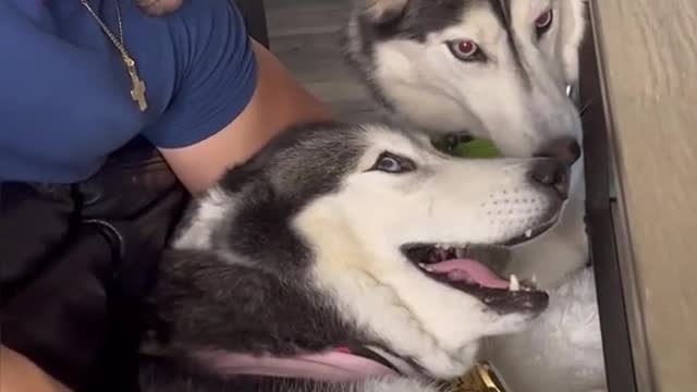 Meekathehusky has a twin♥️🥺