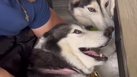 Meekathehusky has a twin♥️🥺