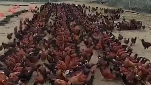 Such a wonderfull chicken farm