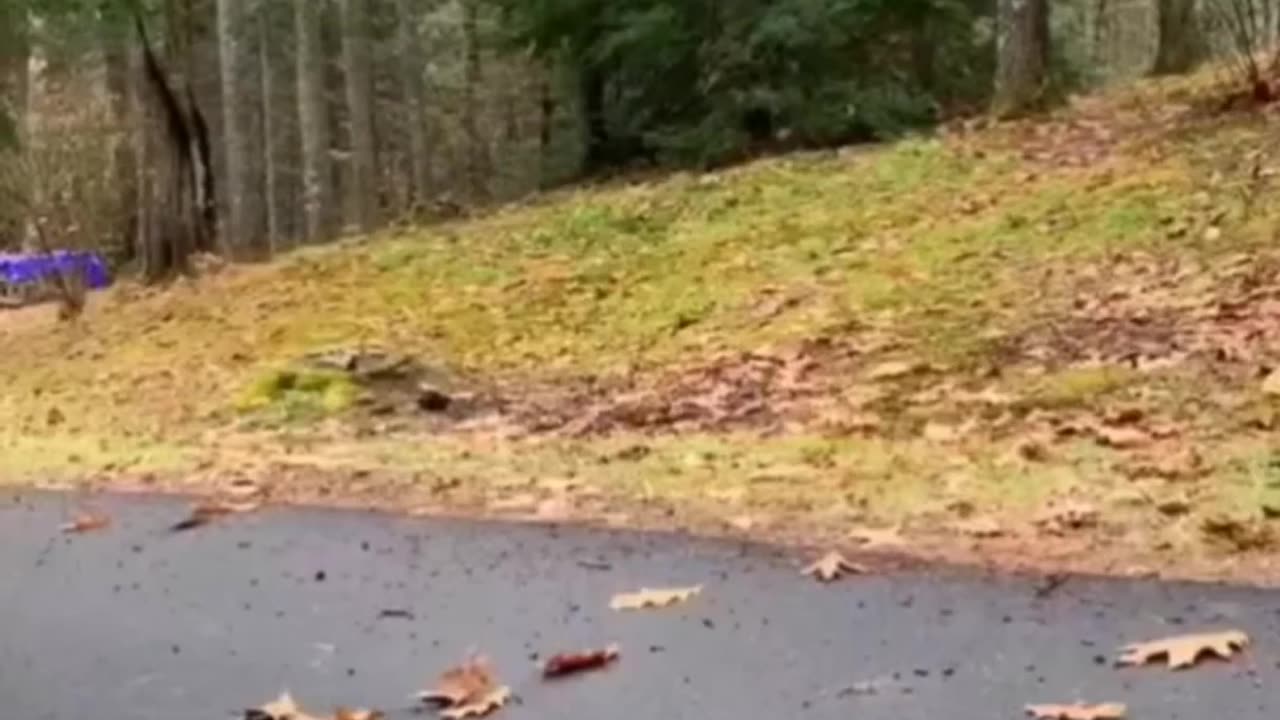 Funny dog in the world 😂