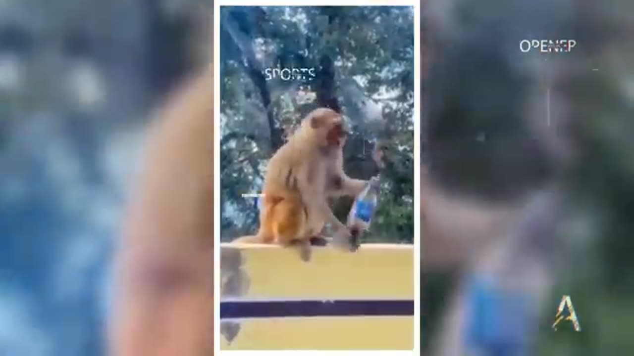 Monkey Funniest Moment