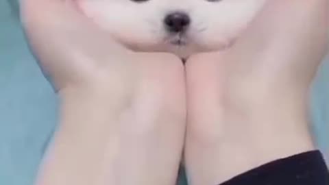 Cute puppy dog